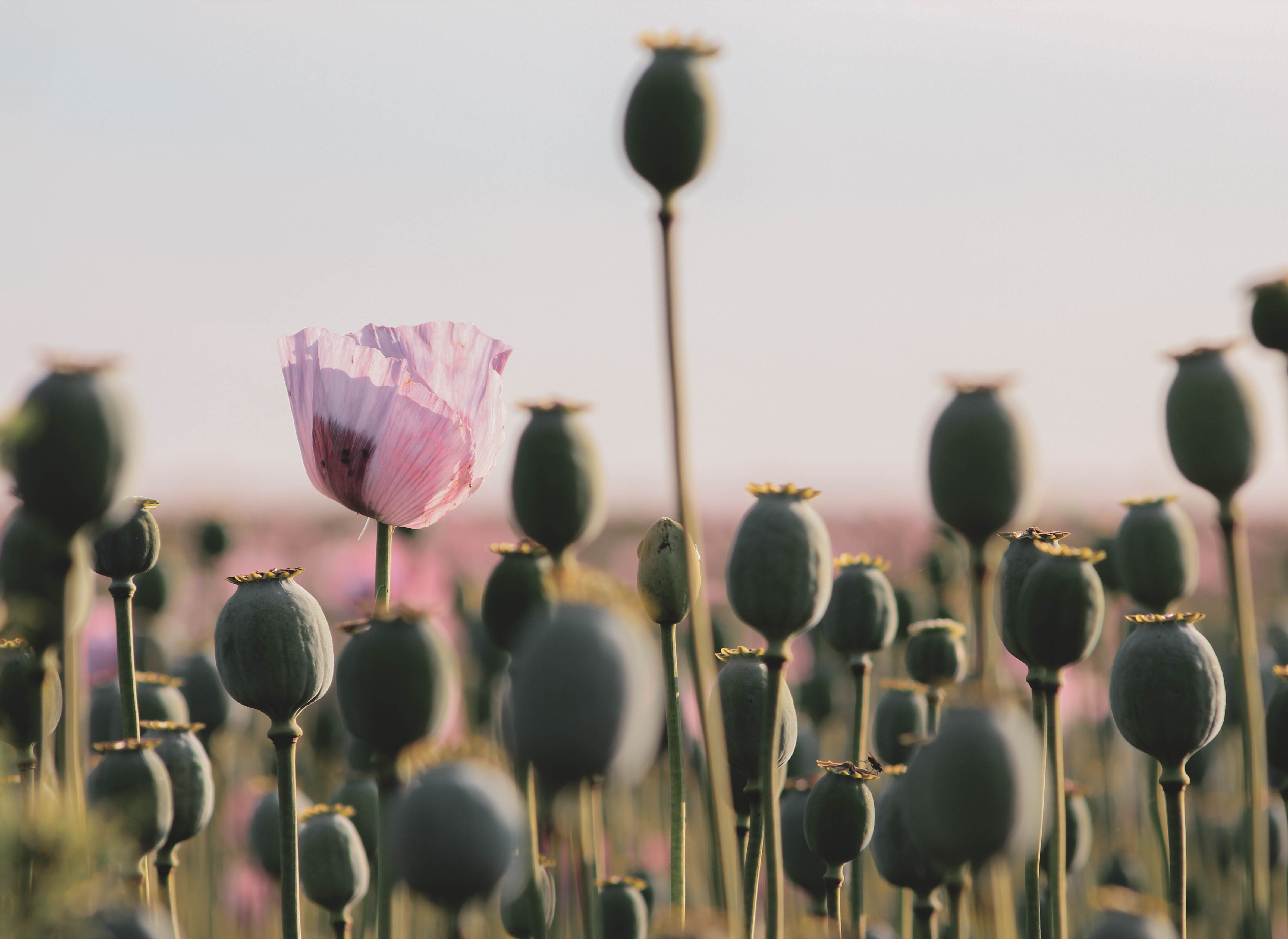 Image représentant un champ de fleurs de pavot